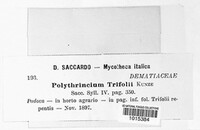 Polythrincium trifolii image